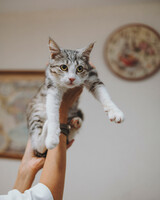 Собаки и кошки в добрые руки