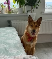 Собаки и кошки в добрые руки