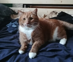 Собаки и кошки в добрые руки