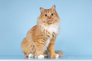 Собаки и кошки в добрые руки