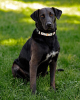 Собаки и кошки в добрые руки