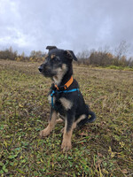 Собаки и кошки в добрые руки