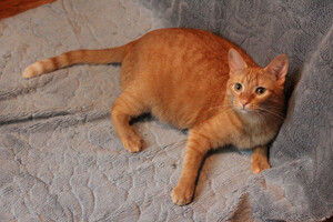 Собаки и кошки в добрые руки