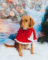 Собаки и кошки в добрые руки