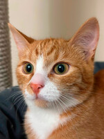 Собаки и кошки в добрые руки