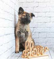 Собаки и кошки в добрые руки