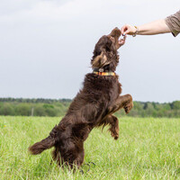 Собаки и кошки в добрые руки
