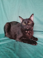 Собаки и кошки в добрые руки