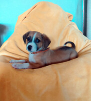 Собаки и кошки в добрые руки