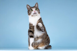 Собаки и кошки в добрые руки