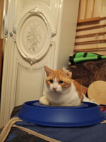 Собаки и кошки в добрые руки