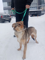 Собаки и кошки в добрые руки