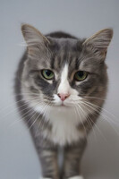 Собаки и кошки в добрые руки