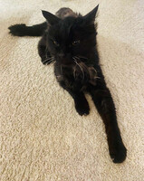 Собаки и кошки в добрые руки