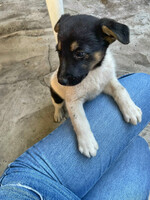 Собаки и кошки в добрые руки