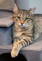 Собаки и кошки в добрые руки