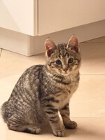 Собаки и кошки в добрые руки