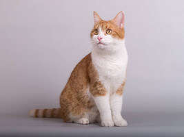 Собаки и кошки в добрые руки