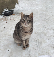 Собаки и кошки в добрые руки
