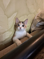 Собаки и кошки в добрые руки