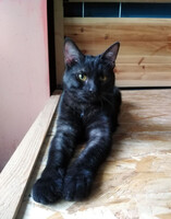 Собаки и кошки в добрые руки