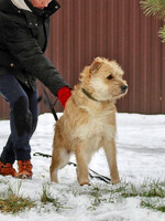 Собаки и кошки в добрые руки