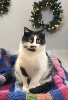 Собаки и кошки в добрые руки