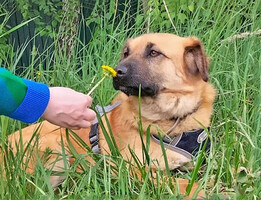 Собаки и кошки в добрые руки