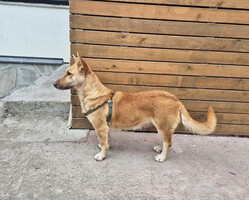 Собаки и кошки в добрые руки