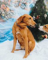 Собаки и кошки в добрые руки