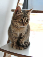 Собаки и кошки в добрые руки