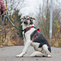 Собаки и кошки в добрые руки