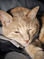 Собаки и кошки в добрые руки