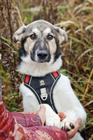 Собаки и кошки в добрые руки