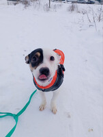 Собаки и кошки в добрые руки