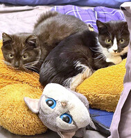 Собаки и кошки в добрые руки