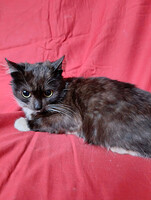 Собаки и кошки в добрые руки