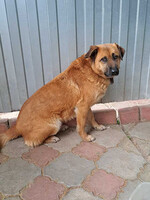 Собаки и кошки в добрые руки