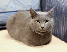 Собаки и кошки в добрые руки