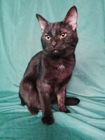 Собаки и кошки в добрые руки