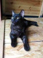 Собаки и кошки в добрые руки