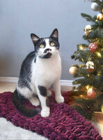 Собаки и кошки в добрые руки