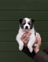 Собаки и кошки в добрые руки