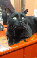 Собаки и кошки в добрые руки