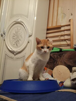 Собаки и кошки в добрые руки