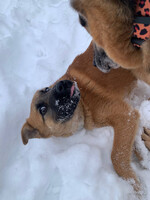 Собаки и кошки в добрые руки