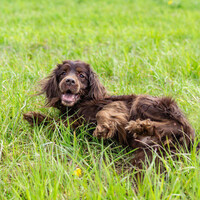 Собаки и кошки в добрые руки