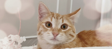 Собаки и кошки в добрые руки