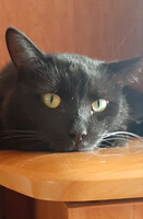 Собаки и кошки в добрые руки