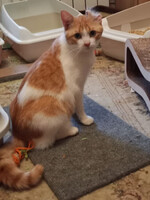 Собаки и кошки в добрые руки